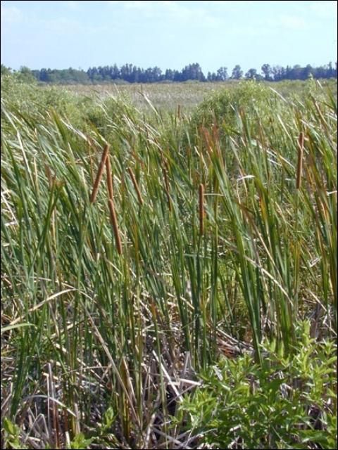 Figure 10. Cattails in Arthur R. Marshall Loxahatchee National Wildlife Refuge.
