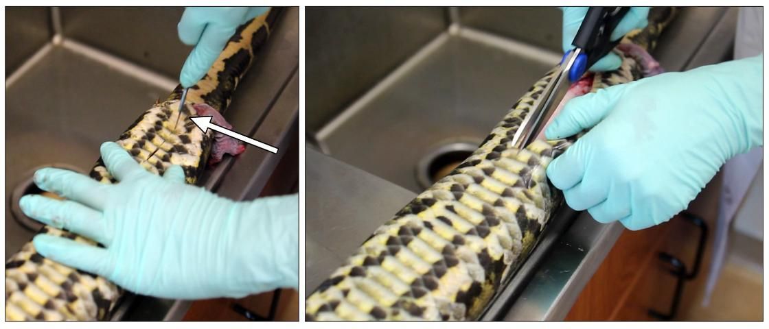 Initial incision on a snake, using the cloaca, or vent, as a guide. The arrow indicates the cloaca.