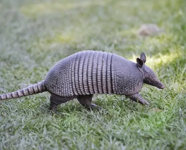 Side view of an armadillo walking across a shaded lawn.