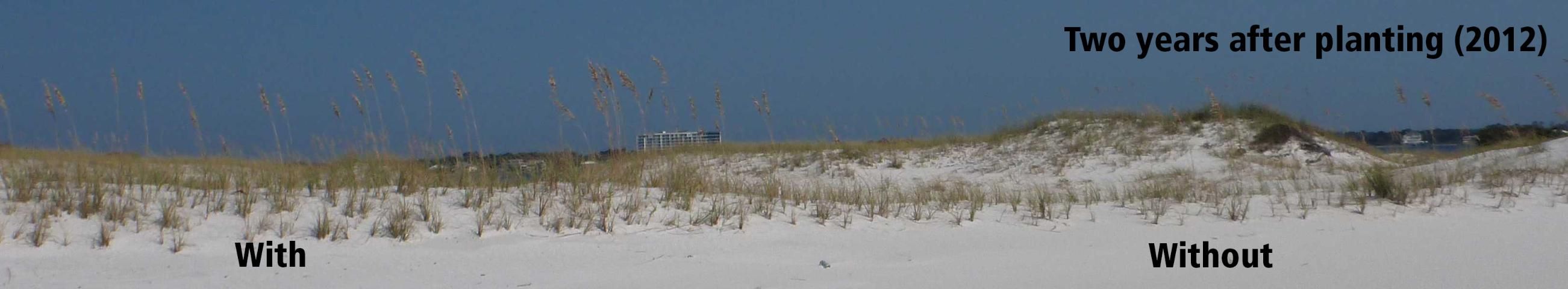 Figure 7. Sand accumulation and presence of sea oats flowering shoots two years after planting with and without surrogate wrack.