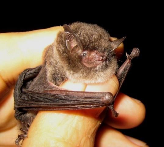 Figure 1. Southeastern myotis (Myotis austroriparius). Note the wooly, brown fur, short pointed ears, and furred muzzle.