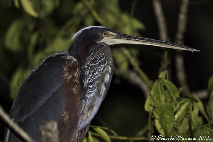 Figure 1. Agami Heron (Agamia agamia).