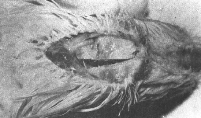 Figure 13. 