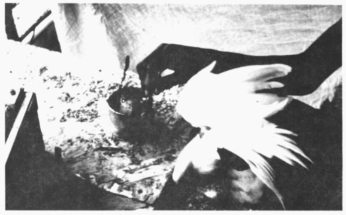 Figure 4. 
