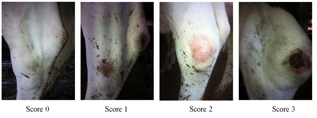 Figure 7. Hock lesions scoring system.