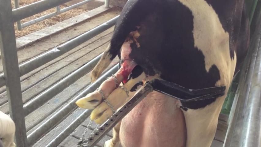 Figure 1. Cow with dystocia. Calf is being delivered by applying traction using a calf extractor.
