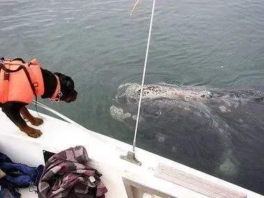 Photograph showing a dog wearing an orange life jacket leaning over a boat's edge, closely observing a large sea turtle swimming near the surface of the water. The scene highlights an interaction between the dog and marine wildlife, with the turtle's textured shell and head clearly visible..