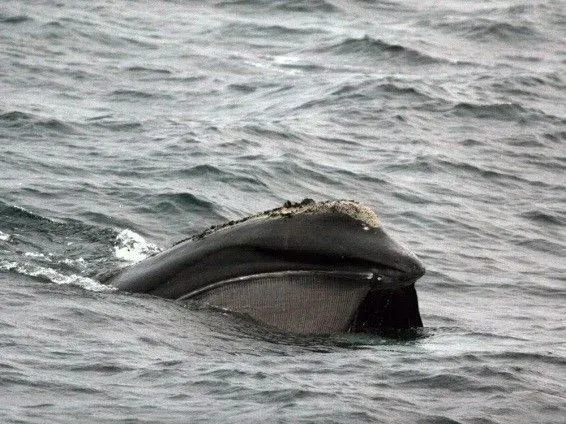 Photograph showing a close-up of a whale partially surfacing in choppy ocean water. The whale's head and baleen plates are visible, highlighting its feeding adaptation and interaction with marine environment.
