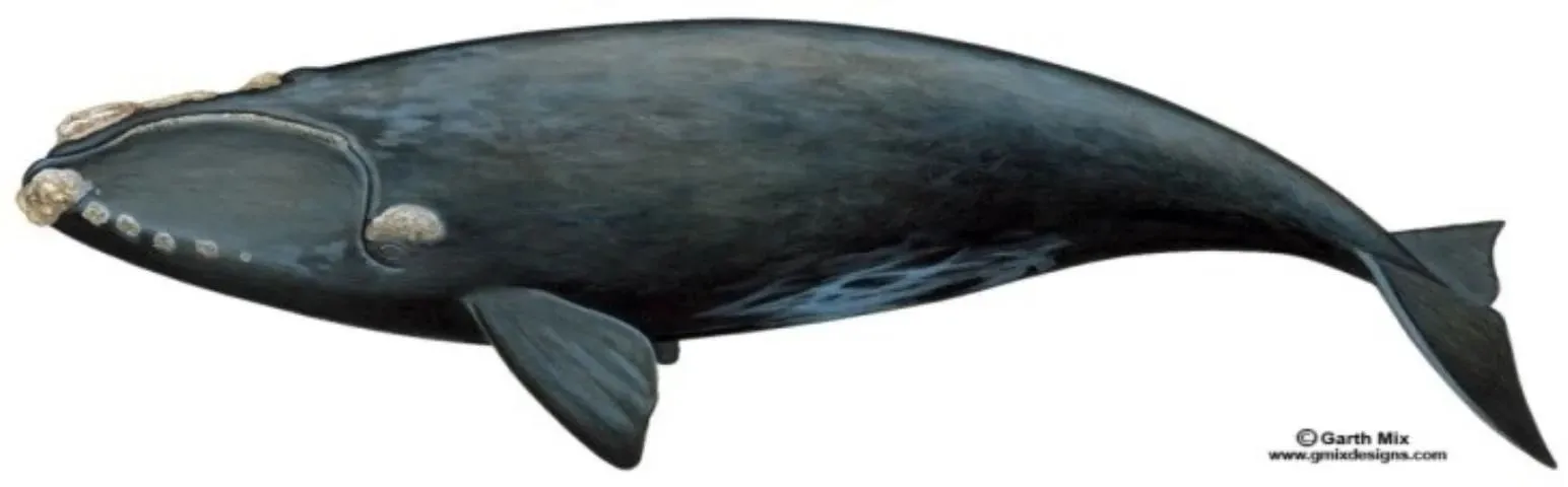 Right whale.