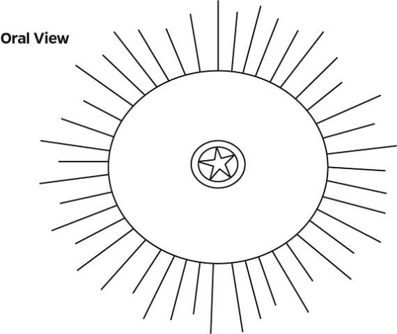 Oral view