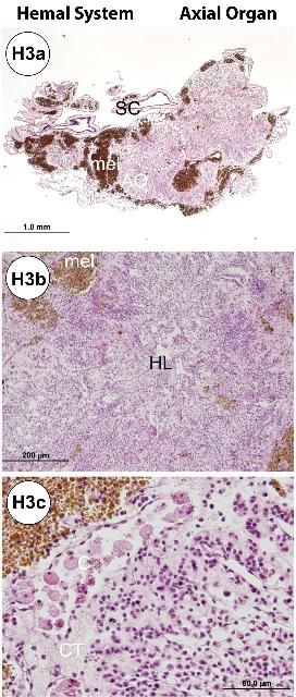 Figure H3-1. Hemal system.