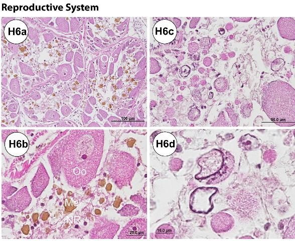 Figure H6-1. Reproductive system. (a–b) Adult ovary specimen collected in spring season (March), exhibiting some degenerative changes and phagocytosis indicated with occurrence of brown pigmented cells. (c–d) Another example of adult ovary specimen collected in spring, exhibiting degenerative changes and atresia. (e–f) Adult testis specimen collected in spring season (April). (g) Juvenile immature ovary collected in fall season (September). (h) Juvenile immature testis collected in fall season (September). Mel = melanin pigments; NR = nutritive phagocytes; Oo = oocytes; Sptd = spermatids.
