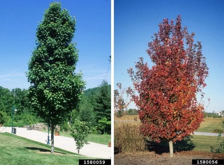 Acer rubrum.