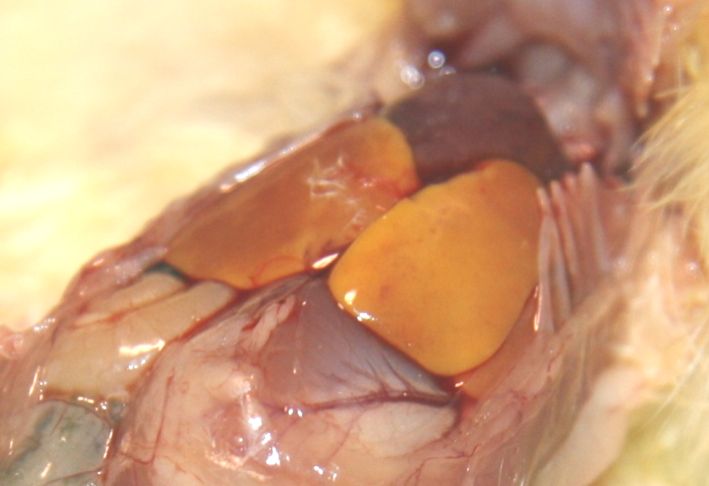 Liver color in a newly hatched chick can be yellow to mahogany.