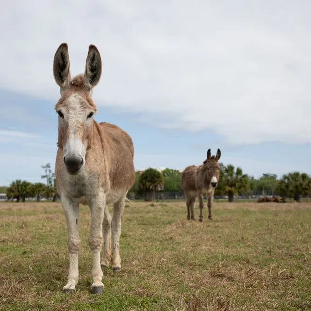 Ask IFAS: Topic - Equids