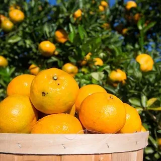 FOR300/FR368: Fortunella spp., Kumquat