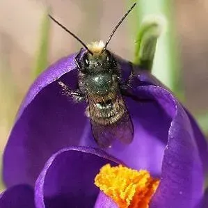 EENY-827/IN1474: Southeastern Blueberry Bee Habropoda laboriosa ...